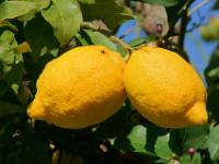 Reife Zitronen am Baum